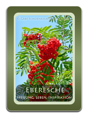 Eberesche