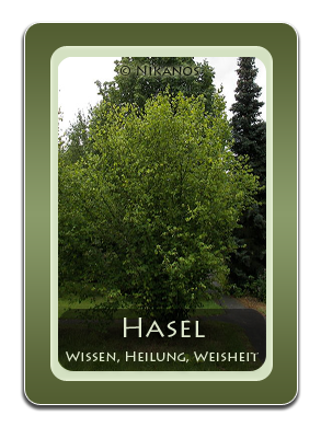 Hasel