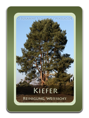 Kiefer