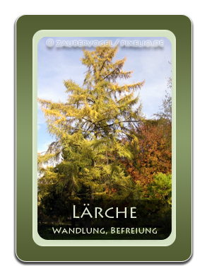 Lärche