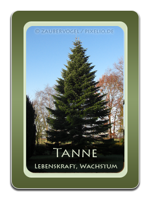 Tanne